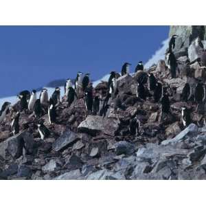  Group of Chinstrap Penguin on Rocks, Half Moon Island 