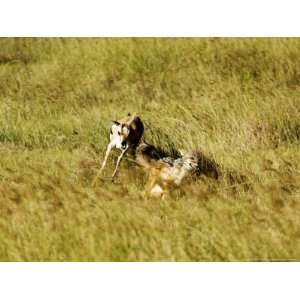 Black Backed Jackal Chased by a Thomsons Gazelle Protecting Its Young 