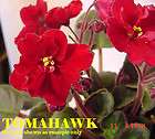 african violet tomahawk pair of leaves 