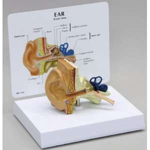 Ear Human Anatomical Model  Industrial & Scientific