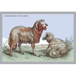  Vintage Art Barbary Breed of Wild Sheep   05813 7