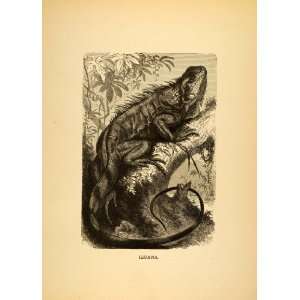  1885 Lithograph Iguana Lizard Fauna Herbivore Lesser 