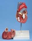 vintage ANATOMICAL medical PRINT human HEART MUSCLE