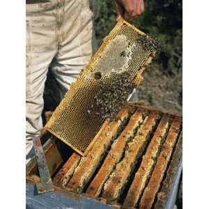  Bee Keeper Collecting Honey from Combs in Beehives in 