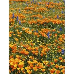  Wildflowers, Antelope Valley, California, USA Photographic 