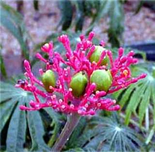 Coral Tree 6 Seeds   Jatropha multifida   Easy to grow  
