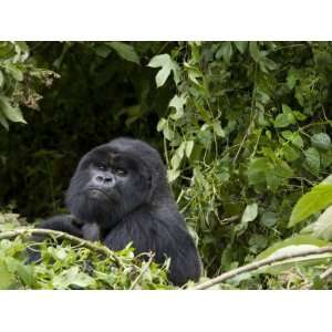 Silverback, Mountain Gorilla, Rwanda, Africa Animal Photographic 