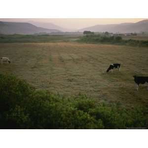 Dairy Cattle Graze in an Irrigated Valley Floor National Geographic 