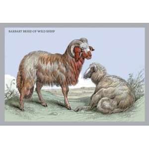  Barbary Breed of Wild Sheep 24X36 Canvas Giclee