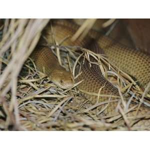  A Venomous Mulga or King Brown Snake in a Grassy Hiding 