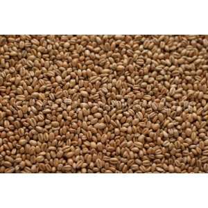 Red Wheat (5 lb)  Grocery & Gourmet Food