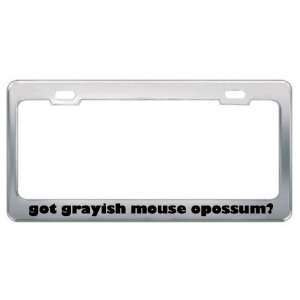 Got Grayish Mouse Opossum? Animals Pets Metal License Plate Frame 