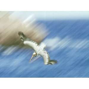  Brown Pelican in Flight, Mexico Giclee Poster Print by 