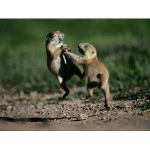  Black Tailed Prairie Dog Pups Wrestling on a Burrow 