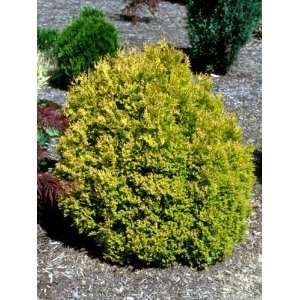    Thuja Occ.rheingold   Rheingold Arborvitae Patio, Lawn & Garden