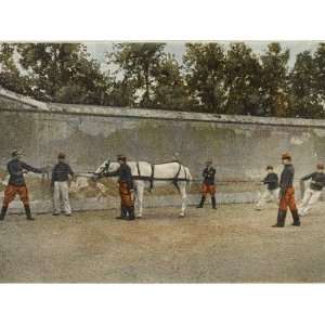  A French Army Horse Is Trained to Pull a Gun or Vehicle 