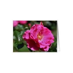  Pink Rose Flower Photo Blank Note Card Card Health 