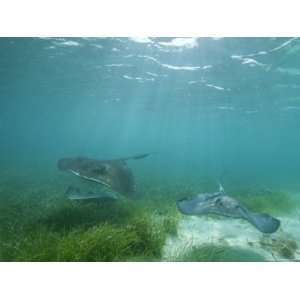 Southern Stingrays Glide Gracefully Through Pristine Waters Stretched 