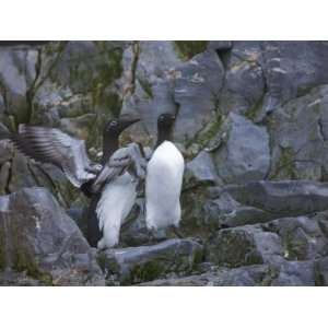  Brunnichs Guillemots, Uria Lomvia with Outstretched Wings 