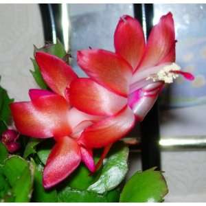 Christmas Cactus Cuttings Red Variety  Grocery & Gourmet 