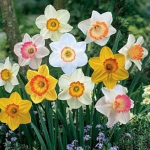  Large Cupped Daffodil Bulbs Sunshine Mix Patio, Lawn 