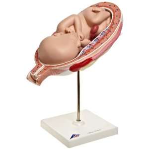 3B Scientific L10/8 7th Month Fetus, 5.9 x 12.6 x 10.6  