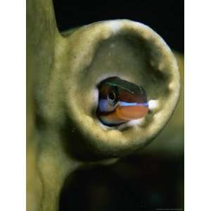Sabre Toothed Blenny in Tube Worm Cast at Jackson Reef in the Red Sea 