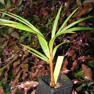 LIVE 1GAL Champagne Palm Tree Hyophorbe indica seedling  