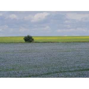  Flax and Canola Fields, Saskatchewan, Canada Photographic 