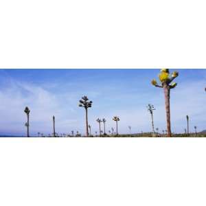  Yucca Plants on a Landscape, Baja California, Mexico 