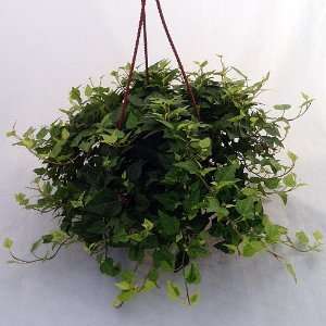   English Ivy   Hedera Helix   6 Hanging Basket Patio, Lawn & Garden