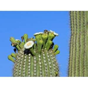 Saguaro Cactus Buds and Flowers in Bloom, Organ Pipe Cactus National 
