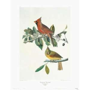  Cardinal Grosbeak (Canv)    Print