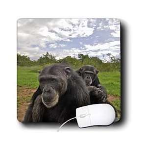 Kike Calvo Animals   Rescue Chimpancees   Mouse Pads 