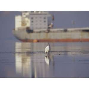  A Great Egret Stands in the Tidal Flats Near a Tanker Ship 