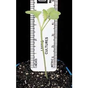 Brassica rapa (Wisconsin Fast Plants(r)), Tall Plant Seed, Pack of 200 