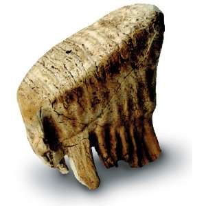  Baby Mammoth Tooth Toys & Games