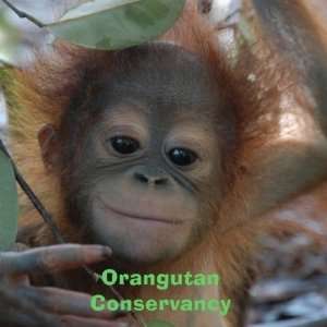 Baby Orangutan Magnet