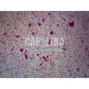  Gram Negative Bacillus, w.m. Microscope Slide Industrial 