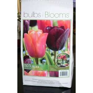  50 Large Long Lasting Tuip (Tulipa) of 2 Beautiful Variety 