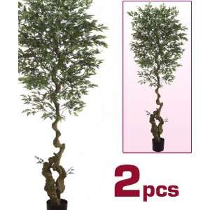  6 Curved Ming Aralia Silk Tree w/Pot (case of 2)
