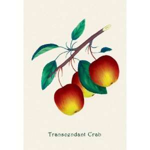  Transcendant Crab Apple 28x42 Giclee on Canvas