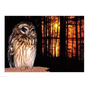  Barred Owl perching on a log 24.00 x 18.00 Poster Print 