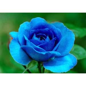  Bewitched Rose Bush Flower Seeds Patio, Lawn & Garden