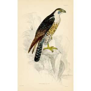  Jardine 1840 Antique Print of thePeregrine Falcon