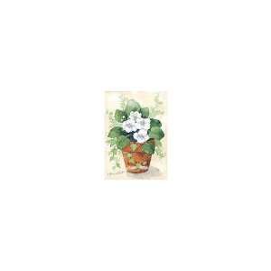  White African Violets    Print