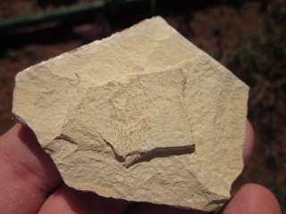 SHRIMP FOSSIL Sea Shell Fish Cretaceous Dinosaur Age  