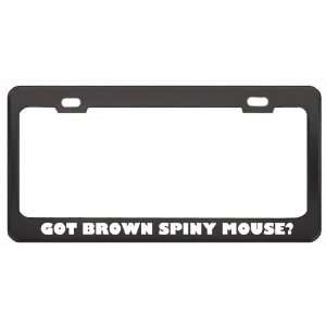 Got Brown Spiny Mouse? Animals Pets Black Metal License Plate Frame 