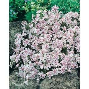  Candy Stripe Creeping Phlox Perennial   Potted Patio 