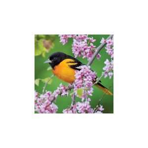  Baltimore Oriole   500 Pieces Jigsaw Puzzle Toys & Games